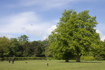 Trees growing in park against sky