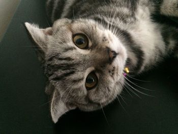 Close-up portrait of cat
