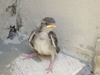 High angle view of bird perching on wall