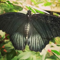 Close-up of butterfly on leaf