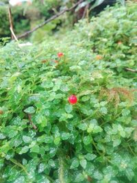 High angle view of red berries on plant