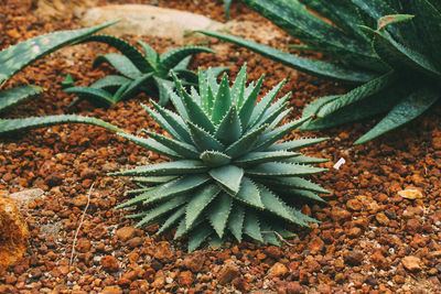 High angle view of succulent plant on field