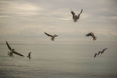 Seagulls flying over sea against sky