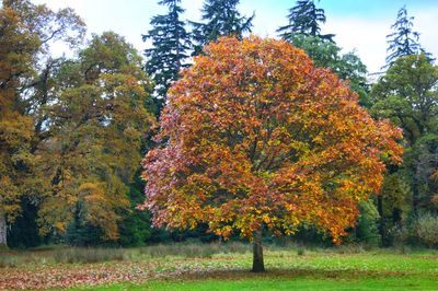 Trees on landscape during autumn