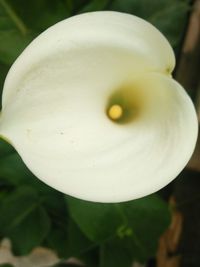 Close-up of flower blooming outdoors