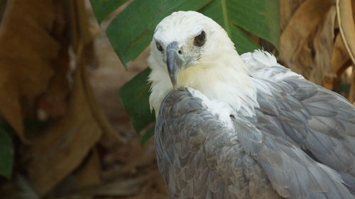 Close-up of bird perching on tree