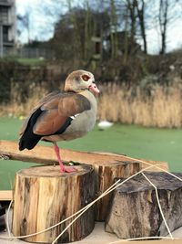 Close-up of duck perching on wooden post