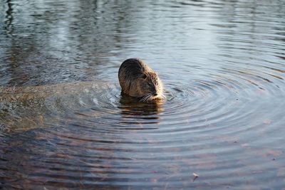 High angle view of otter in river