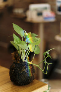 Kokedama plant with spectrum on table