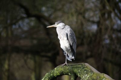 Close-up of bird perching on branch