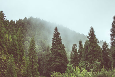 Trees in forest against sky