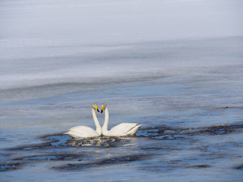Swan lake in sweden in the spring