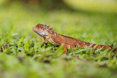 Close-up of lizard on land