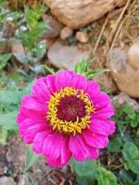 Close-up of flower