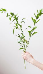 Close-up of plant over white background