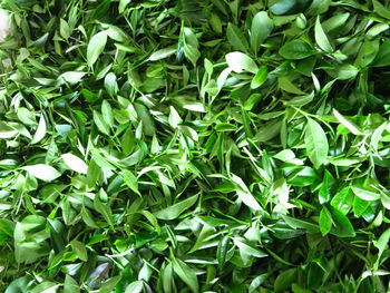 The top varieties of black tea are famous all over the world