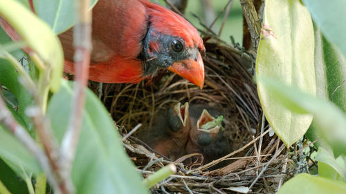 Close-up of birds in nest