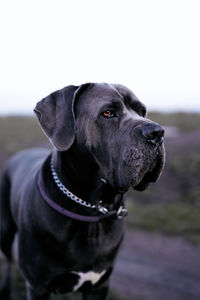 Close-up of dog against sky