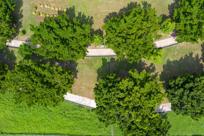 High angle view of trees and plants on landscape