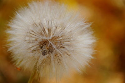 Close-up of dandelion