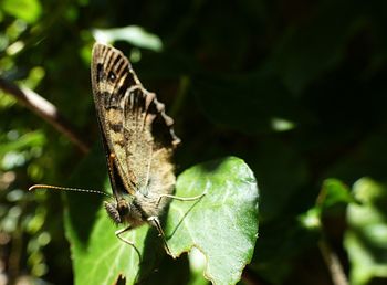 Close-up of butterfly on leaf