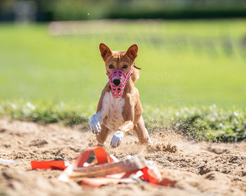 Portrait of dog running on field