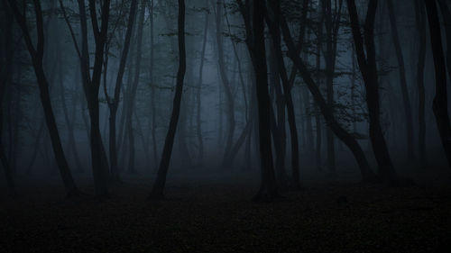 Trees in forest during foggy weather