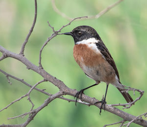 Close-up of bird perching on branch