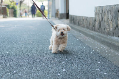 Portrait of dog walking on road