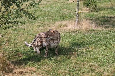 Full length of a cat