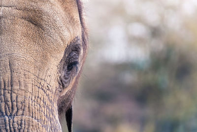 Close-up portrait of elephant