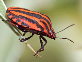 Close-up of insect on plant