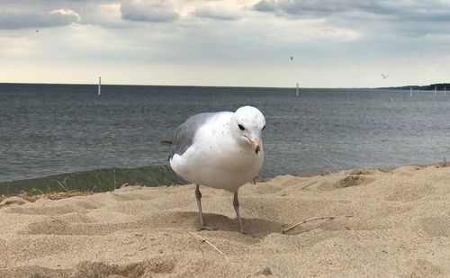 Seagull on beach