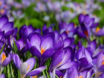 Close-up of purple crocus blooming outdoors