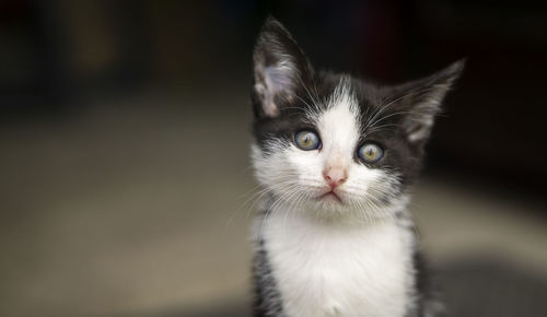 Close-up portrait of a cat