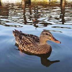 Birds in calm water