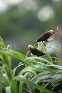 Close-up of bird perching on plant