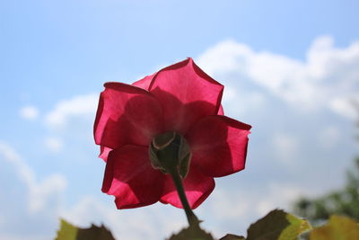 Close-up of red rose against sky