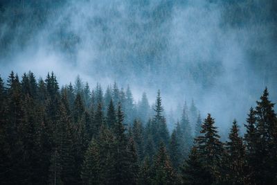 Pine trees in forest during foggy weather