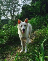 Portrait of dog on field