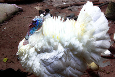 High angle view of peacock