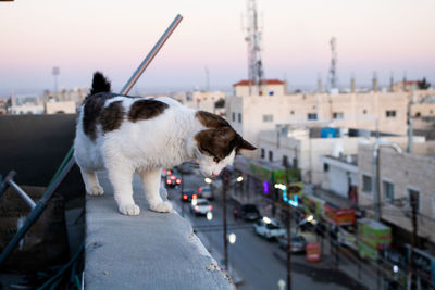 Dog sitting in city against sky