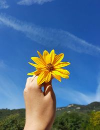 Hand holding yellow flower