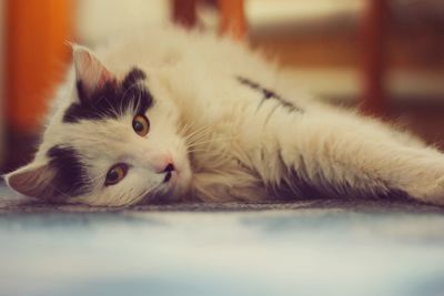 Close-up portrait of cat lying down