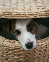 Close-up portrait of a dog