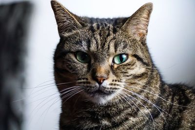 Close-up portrait of a cat