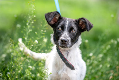 Close-up portrait of dog