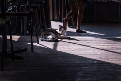 Low section of person with cat on floor