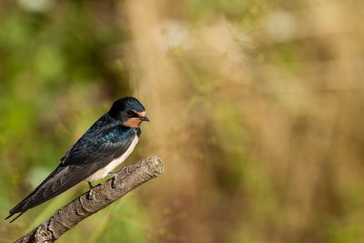 Close-up of bird perching on branch