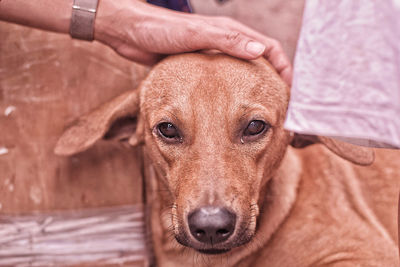 Close-up of hand holding dog